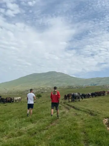 Wild horses near Livno